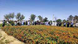 اجرای ۱۲ کارگاه جهاد میدانی محققان برای جهش تولید با مشارکت مردمی در سیستان وبلوچستان 