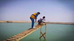 نظارت بهداشتی دامپزشکی بر تولید پست لارو در مراکز تکثیر میگو خوزستان