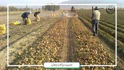  برداشت سیب زمینی از مزارع کشاورزی استان زنجان