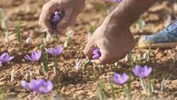 طلای سرخ لرستان؛ مرغوب ولی ناشناخته