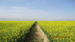 افزایش ۱۰۰ درصدی سطح زیر کشت کلزا در قم
