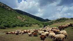 توسعه دامداری‌های روستایی اولویت وزارت جهاد کشاورزی است