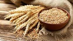 هدفگذاری برای کشت 5.9 میلیون هکتار گندم در سال زراعی جاری/ تدارک 460 هزار تن بذر گندم