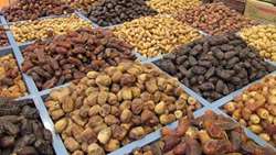 برداشت خرما از سطح 800 هکتار نخلستان های ارزوئیه