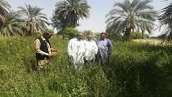 برداشت حنا