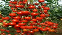 برداشت ۸۰ تن گوجه گیلاسی برای اولین بار در شهرستان سلسله