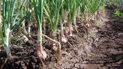 برداشت پیاز نشایی در بردسیربه ایستگاه آخر نزدیک میشود