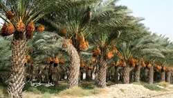 استقرار کاروان ترویجی به مناسبت روز ملی خرما  در آبادان