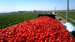 حمایت از گوجه کاران شهرستان ملکان