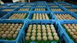 تولید ۱۲۰ تن تخم‌مرغ در خرمشهر