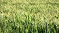 ضرورت برگزاری جشنواره نان‌های سنتی در استان کردستان