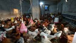 اصلاح نژاد مرغ‌های محلی باعث افزایش بهره‌وری و کاهش ریسک است
