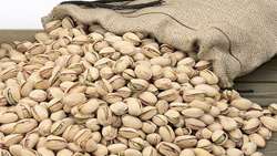 صادرات ۱۶۰ میلیون دلاری پسته خوشاب به کشورهای اروپایی و آسیایی