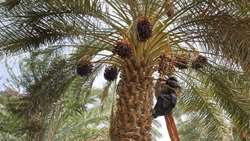 پیش‌بینی برداشت بیش از ۸ هزار تن محصول از نخیلات خرمشهر