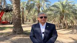 پیش‌بینی برداشت ۲۵۰ هزار تن و صادرات ۶۵ هزار تن خرما در جنوب کرمان