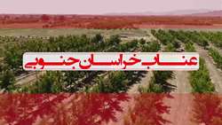  نخستین جشنواره عناب خراسان جنوبی یازدهم شهریورماه ۱۴۰۴