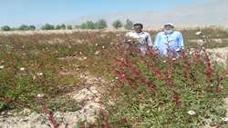 ۲۸ تُن چای ترش از مزارع شهرستان تفتان برداشت شد