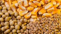 توزیع گسترده نهاده‌های دامی در استان خراسان رضوی