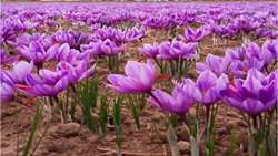 میزان برداشت ۳۰ تن زعفران، طلای سرخ شهرستان زاوه در تنگنای خشکسالی