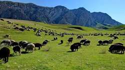 ایران در رویداد بین‌المللی مرتع و عشایر ۲۰۲۶ شرکت می‌کند/ بیش از ۵۰ درصد پهنه کشور مرتعی است