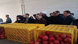 بازدید مدیرعامل سازمان مرکزی تعاون روستایی از ظرفیت‌های تعاون روستایی ساوه