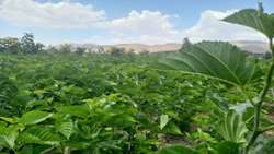 خراسان شمالی برای نخستین بار بخشی از نهال توت کشور را تولید کرد