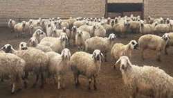 آمیخته‌گری بی‌ضابطه تهدیدی جدی برای نژادهای بومی دام