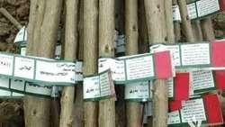 ضرورت ارائه نهال های شناسه‌دار (لیبل دار) توسط تولیدکنندگان و توزیع کنندگان نهال در سطح شهرستان  کاشان