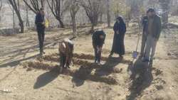 کشت گیاه داروئی زیره سیاه در شهرستان شهربابک
