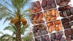 صادرات خرمای ایران به بیش از 80 کشور جهان/ سیستان و بلوچستان از استان‌های پیشرو در تولید و صادرات خرما