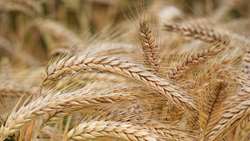 بیش از ۵۳۰۰ هکتار از اراضی زراعی شهرستان بردسیر زیر کشت گندم قرار گرفت
