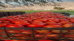 صادرات بیش از ۵۲۰ هزار تن گوجه‌فرنگی از مزارع استان هرمزگان