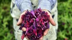 شناسایی ۴۰۰ گونه گیاه دارویی در خراسان‌شمالی