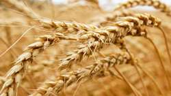 برای نخستین بار، مرکز خرید گندم در منطقه مرز ترکمنستان فعال شد 