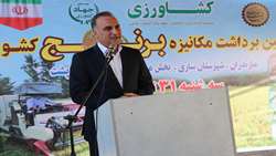  تضمین خریدبرنج کشاورزان بالاتر از قیمت تمام‌شده+تصاویر