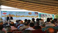 تضمین خرید برنج کشاورزان بالاتر از قیمت تمام‌شده