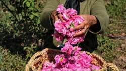 ضرورت تغییر الگوی کشت و حرکت به سوی کشاورزی پایدار