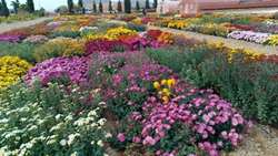صادرات گل‌های زینتی؛ مسیر نوین ارزآوری و اشتغال پایدار در کشاورزی ایران