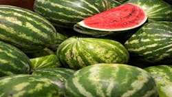 میانگین غلظت نیترات در هندوانه‌های ایران کمتر از ۱۰ میلی‌گرم است