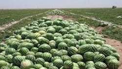  آغاز بــرداشــت صـیـفـی جـات از مـزارع هـنـدیـجـان