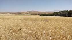 پایان عملیات ردیابی و کنترل عوامل خسارت زای محصول گندم در استان هرمزگان/مبارزه با آفت سن غلات در سطح ۱۶ هزار هکتار