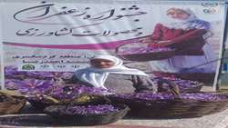 زعفران، طلای سرخِ نجات‌بخش کشاورزی ایران / تیران و کرون الگوی ملی بهره‌وری در کشت کم‌آب‌بر