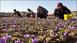 ارتقای جایگاه زنان در نظام تعاون روستایی کشور مورد تاکید است