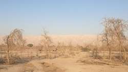  آکاسیا آلبیدا؛گونه مقاوم اما آسیب پذیر در دشتی 
