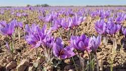 اجرای برنامه های هدفمند در ماهنشان در راستای ارتقای بهره وری و مدیریت منابع آب در بخش کشاورزی