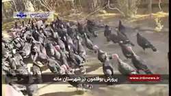 پرورش بوقلمون در خراسان شمالی گامی مهم در صنعت دامپروری و اشتغال زایی   