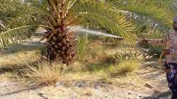 دومین مانور تنه‌شویی نخیلات در سطح ۱۰ هکتار از نخیلات روستای سیرمند برگزار شد
