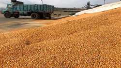 تأمین ۲۰۰ تُن ذرت برای حمایت از مرغداران جنوب کرمان