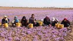 خشکسالی ۳۶۰۰ میلیارد ریال به زعفران‌کاران بجستانی خسارت وارد کرد