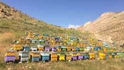 آغاز آمارگیری زنبورستان ها در مسجدسلیمان